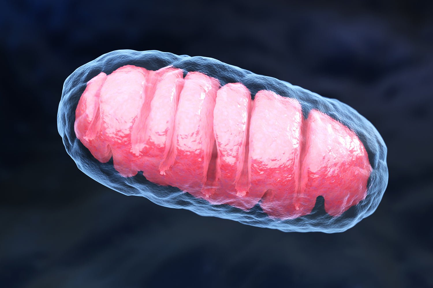 The Role of Mitochondria: How to Keep It Healthy - TURNER New Zealand